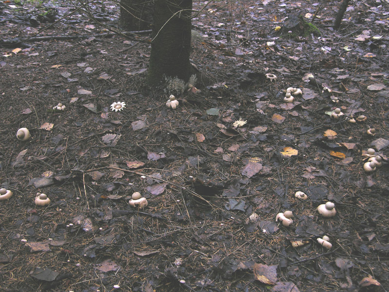 Geastrum fimbriatum